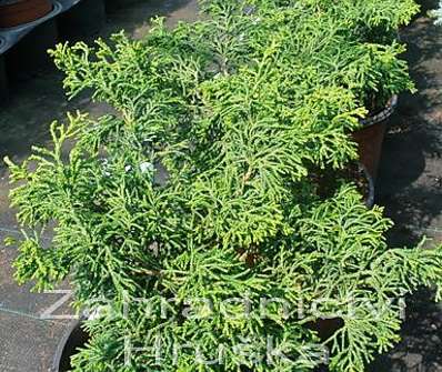 cypřišek - Chamaecyparis obtusa 'Coralliformis'