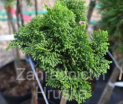 cypřišek - Chamaecyparis obtusa 'Nana Gracilis' KM