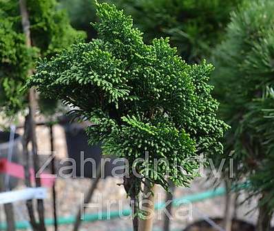 cypřišek - Chamaecyparis obtusa 'Nana Gracilis' KM