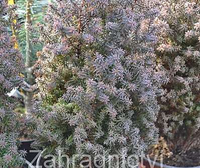 cypřišek - Chamaecyparis thyoides 'Rubicom'