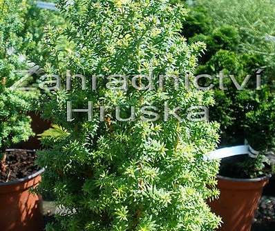 cypřišek - Chamaecyparis thyoides 'Rubicom'
