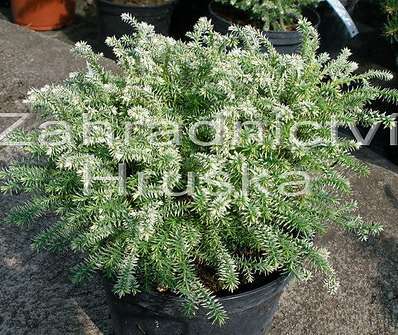 cypřišek - Chamaecyparis pisifera 'Snow'