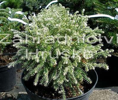 cypřišek - Chamaecyparis pisifera 'Snow'