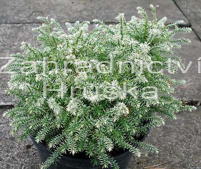 cypřišek - Chamaecyparis pisifera 'Snow'