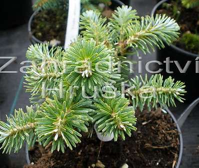 jedle - Abies koreana 'Blaue Eskimo'