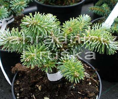 jedle - Abies koreana 'Blaue Eskimo'