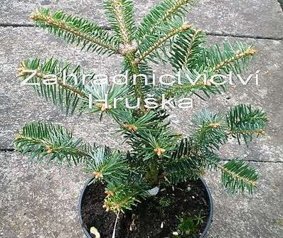 jedle - Abies alba 'Argan'