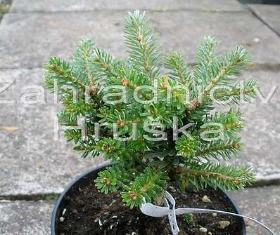 jedle - Abies koreana 'Silberzwerg'