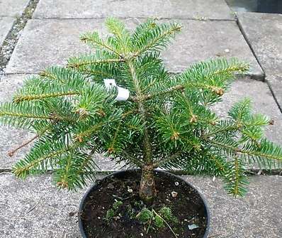 jedle - Abies nordmanniana 'Barabits Compact'.