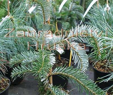 jedle - Abies weitchi 'Pendula'