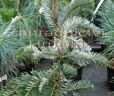 jedle - Abies weitchi 'Pendula'