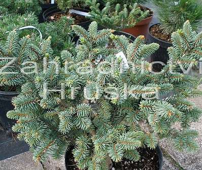 smrk - Picea abies car. 'Zámek'