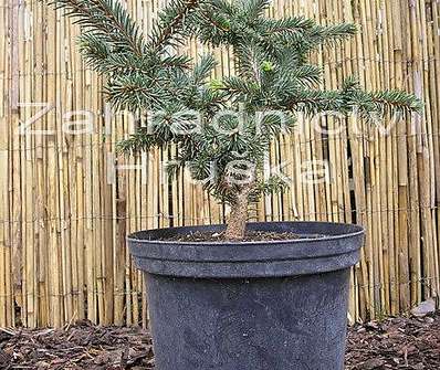 smrk - Picea abies car. 'Zámek'