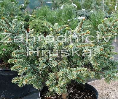 smrk - Picea abies car. 'Zámek'