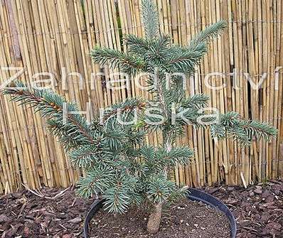 smrk - Picea abies car. 'Zámek'