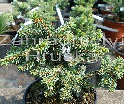 smrk - Picea abies 'Výsluní'
