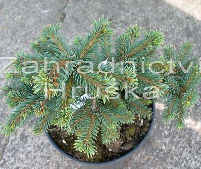 smrk - Picea abies 'Výsluní'