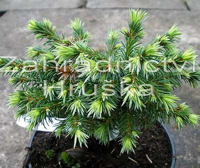 smrk - Picea omorika 'Kosno'