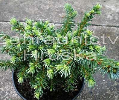 smrk - Picea omorika 'Kosno'