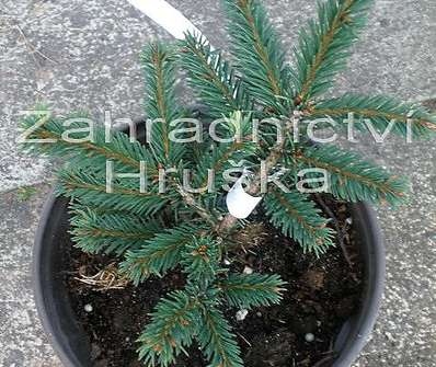 smrk - Picea abies 'Pumila glauca'