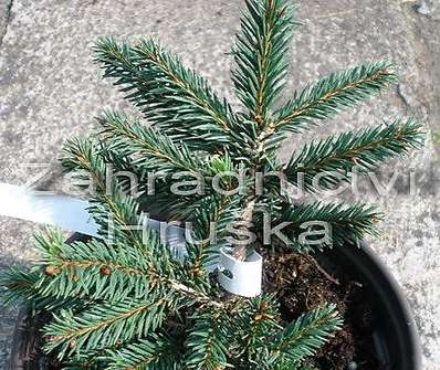 smrk - Picea abies 'Pumila glauca'