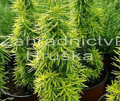 tis - Taxus baccata 'David'.