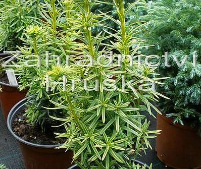 tis - Taxus baccata 'David'.