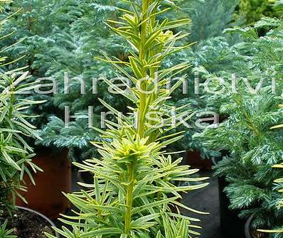 tis - Taxus baccata 'David'.