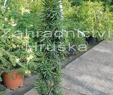 tis - Taxus baccata 'David'.