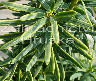 tis - Taxus baccata 'David'.