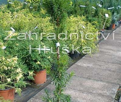 tis - Taxus x media 'Hillii'