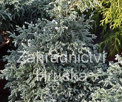 cypřišek - Chamaecyparis pisifera 'Baby Blue'