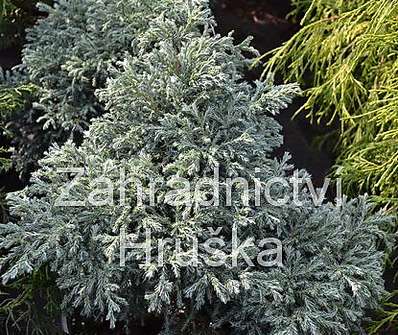 cypřišek - Chamaecyparis pisifera 'Baby Blue'