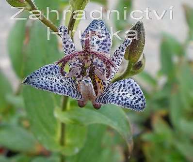 Tricyrtis hirta