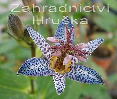 Tricyrtis hirta