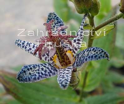 Tricyrtis hirta