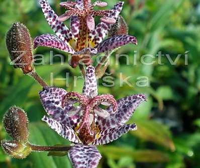 Tricyrtis hirta