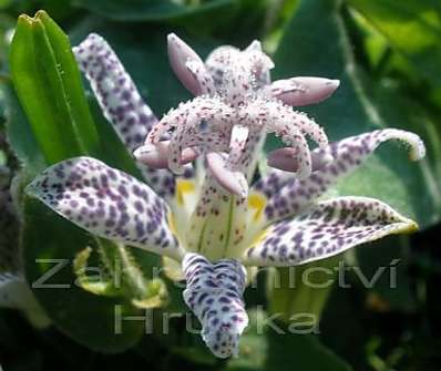 Tricyrtis hirta