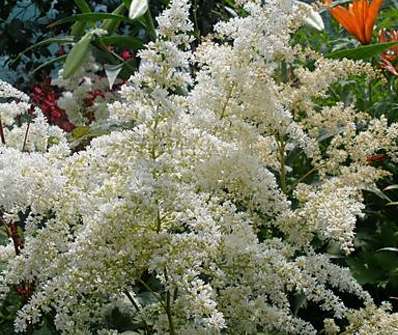 Astilbe