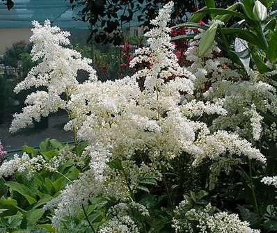 Astilbe