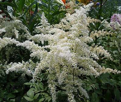 Astilbe