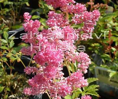 Astilbe