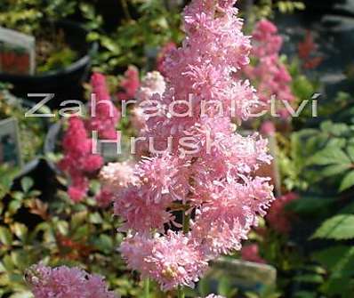 Astilbe