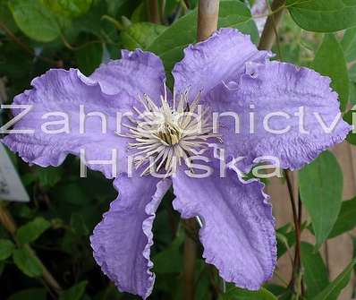 plamének - Clematis 'Fryderyk Chopin'