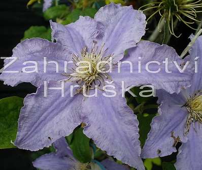 plamének - Clematis 'Fryderyk Chopin'