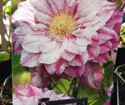 plamének - Clematis 'Patricia Ann Fretwell'