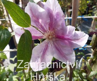 plamének - Clematis 'Pafar' syn. ´ PATRICIA ANN FRETWELL´