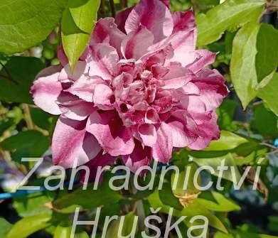 plamének - Clematis 'Patricia Ann Fretwell'