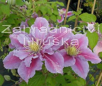 plamének - Clematis 'Piilu'