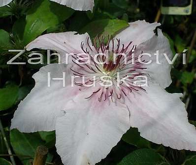 plamének - Clematis 'Pink Fantasy'
